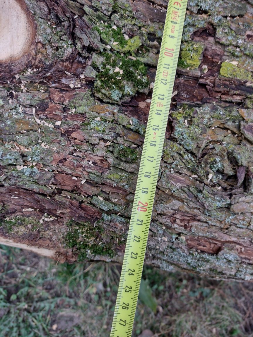 Grusza drewno, bez wad, ściete w oaździerniku, długość około 210cm.,