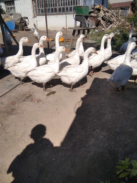 Гуси живою вагою