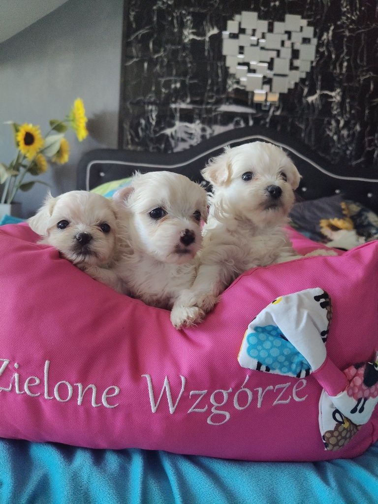 Maltańczyk suka z rodowodem.