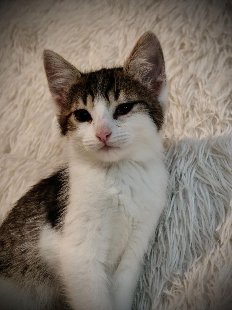 Adopcja balonika kiwaczek