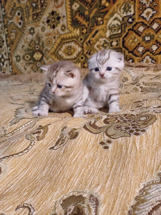 Шотландські кошенята