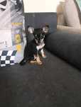 Pinczer miniaturowy ratlerek