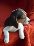 Fêmea Beagle Tricolor pequeno porte, com LOP/Pedigree/Afixo.