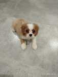Cavalier King Charles Spaniel blenheim  piesek