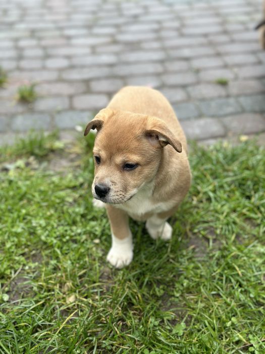 Відам цуценят в хороші  руки