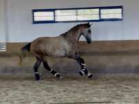 Poldro lusitano 3 anos letra S. Linha Xaquiro