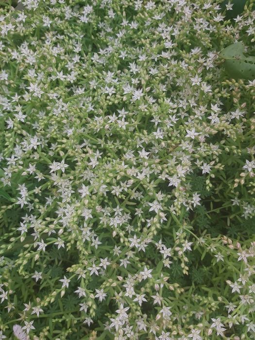 Очиток седум Покритонасінні