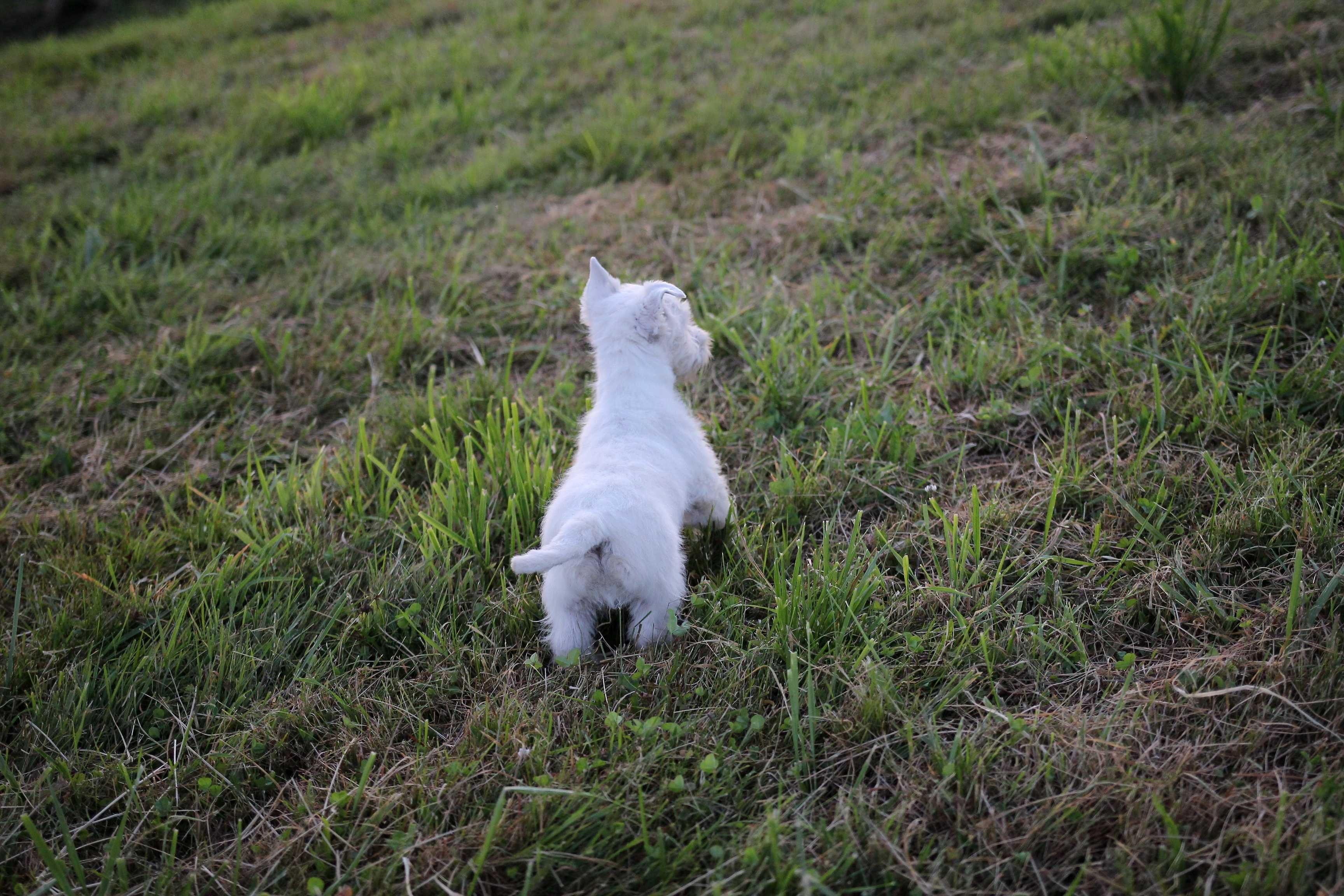 Pies West Highland White Terrier FCI/ZKwP