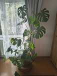 Monstera na sprzedaż