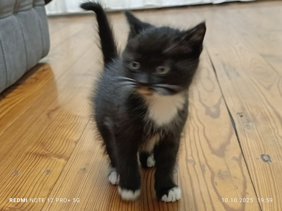 Котик у добрі руки