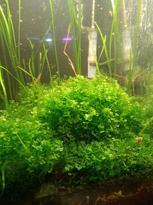 Продам печёночный мох