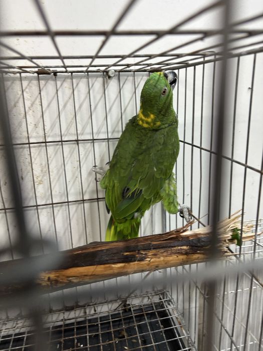 Vendo papagaio auropaliata muito falador e meigo