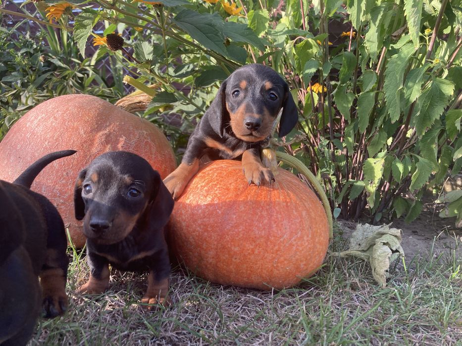 Jamnik miniaturowy/króliczy