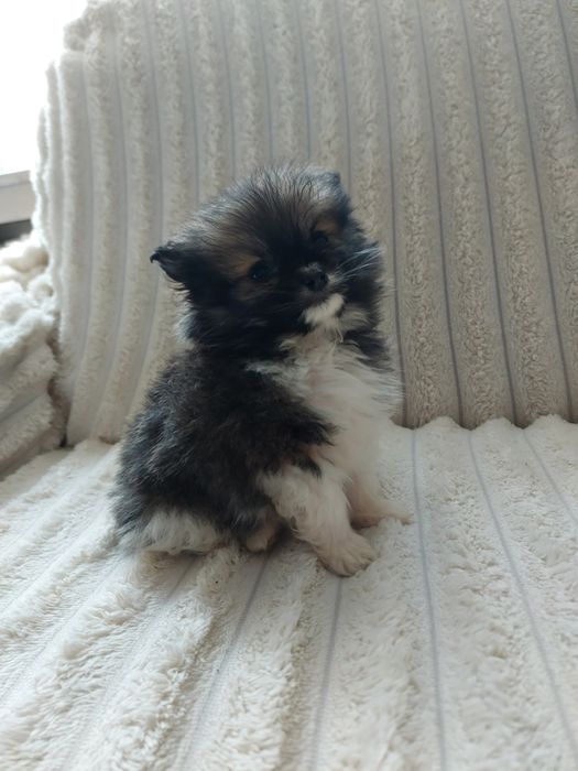 Szpic miniaturowy, pomeranian