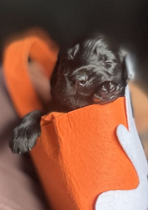 FLAT COATED RETRIEVER - czarny chłopczyk odb początek Grudnia