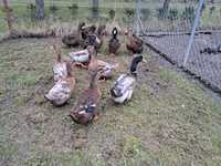 Jajka lęgowe kaczek ruańskich