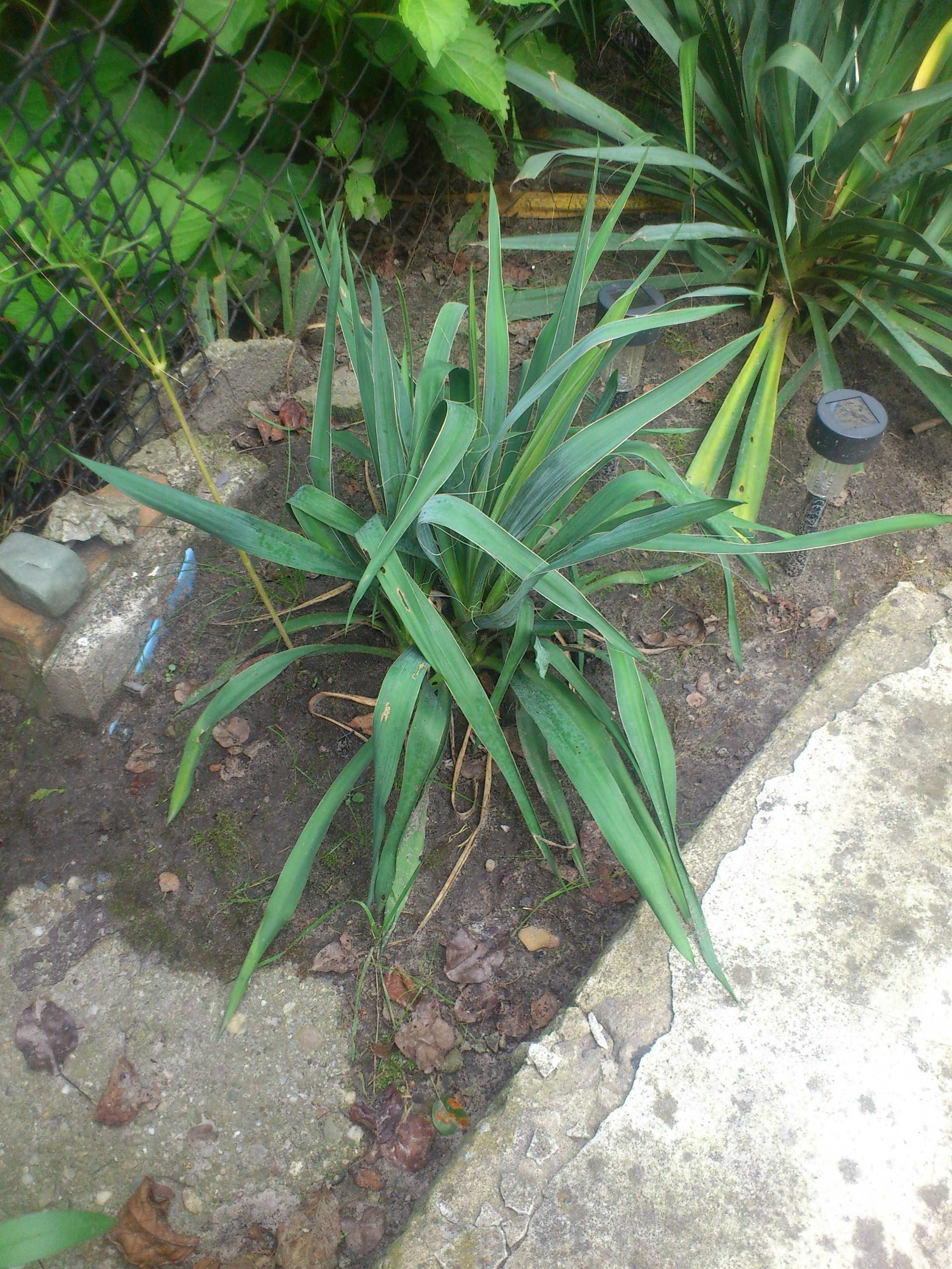 Juka Jukka Yucca Karolińska Biała Sadzonki (35cm)