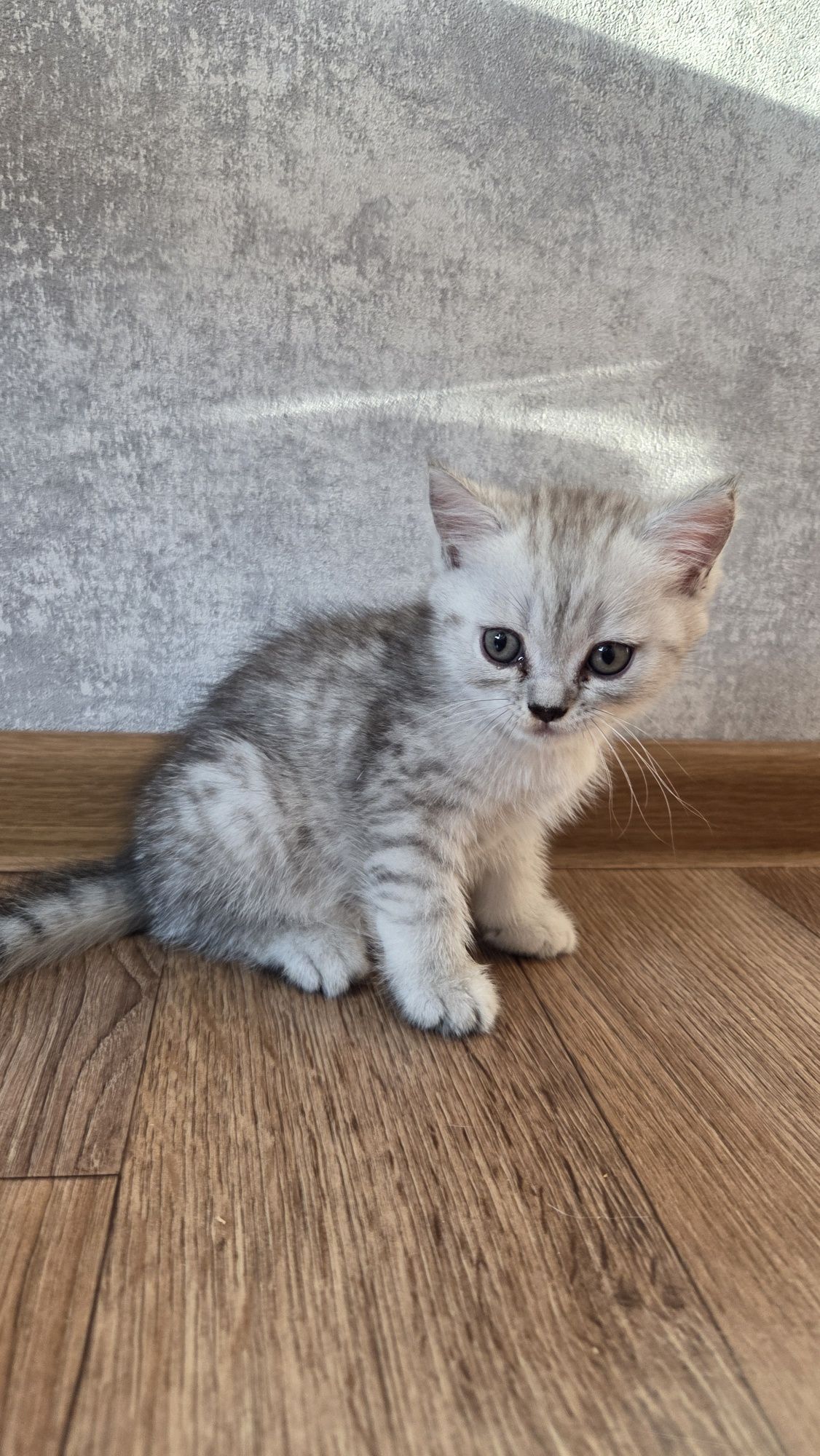 Шотландські прямовухі кошенята