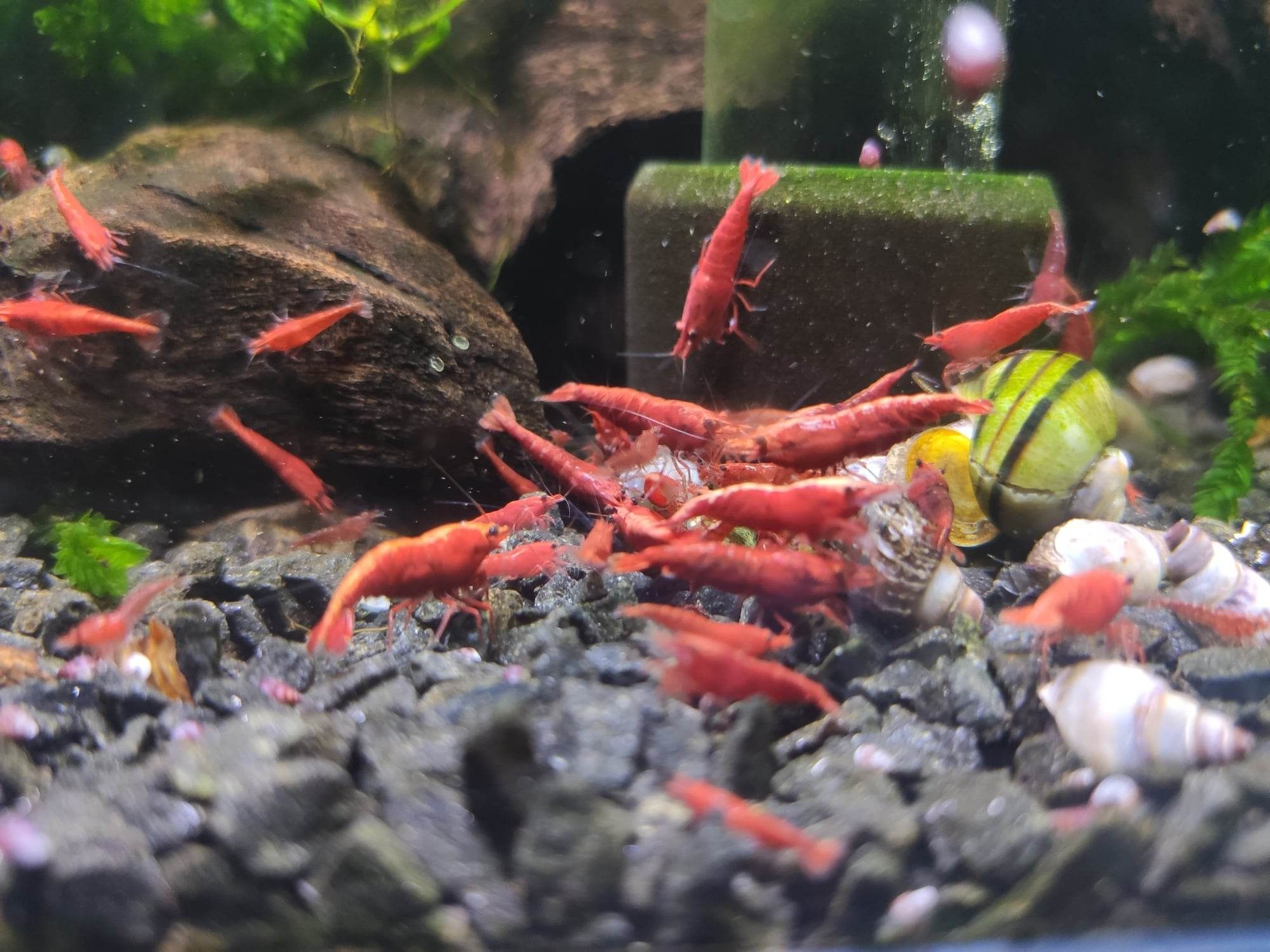 Neocaridina Red Fire