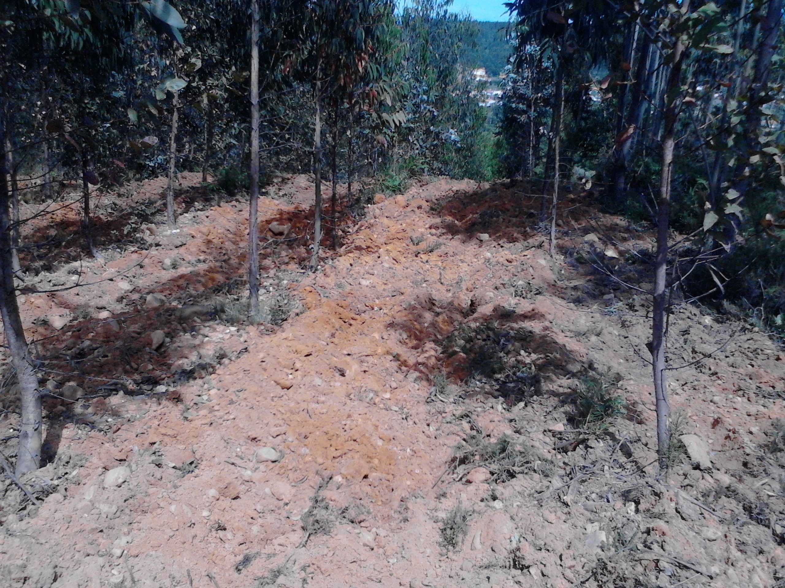 Corte de Madeiras e Lenhas; limpezas de terrenos