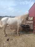 Cavalo registado