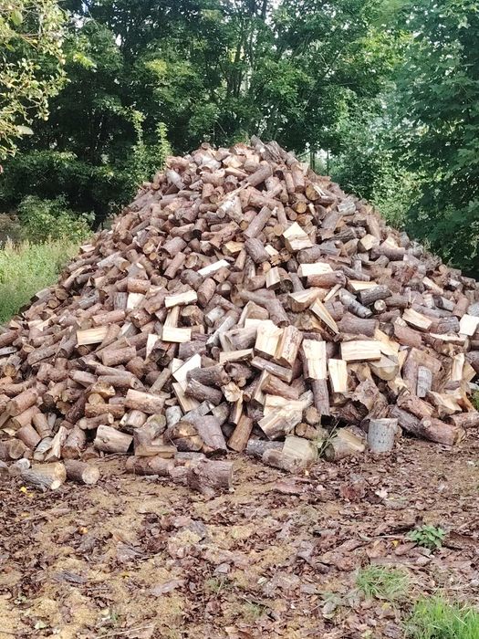Drzewo na sprzedaż