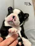 Szczeniak - suczka, piesek boston terrier