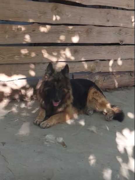 Archy z Ukrainy udaje lwa, ale bardzo boi się wojny.