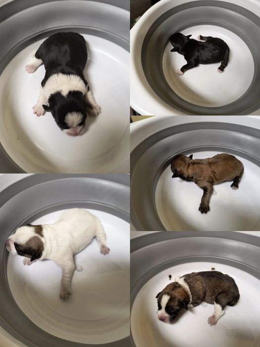 Szczenięta - kundelki