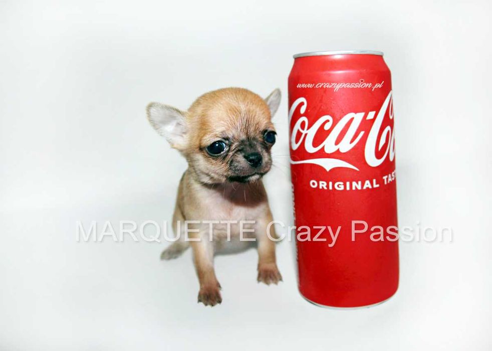 MARQUETTE Crazy Passion miniaturowa sunia chihuahua krótkowłosa