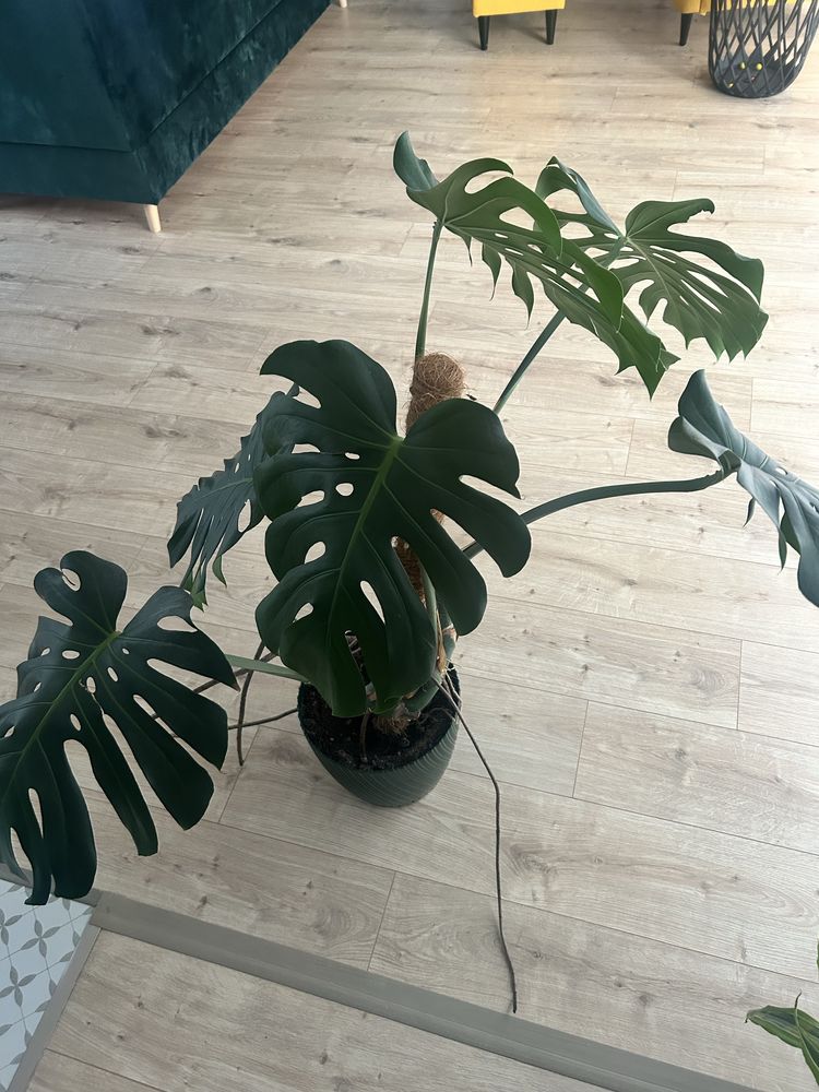 Monstera z doniczka