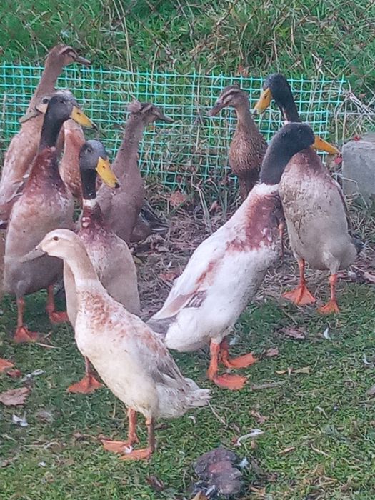 biegusy indyjskie kaczki i kaczory