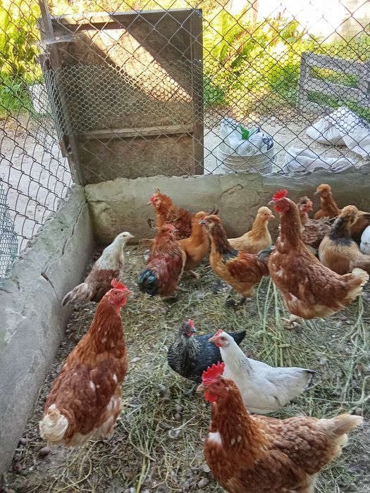 Карликові кури різних вікових від місяця до року.