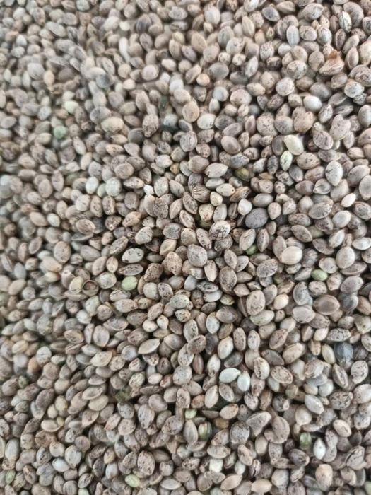 Konopia siewna od rolnika