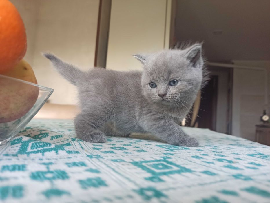 Шотландські кошенята