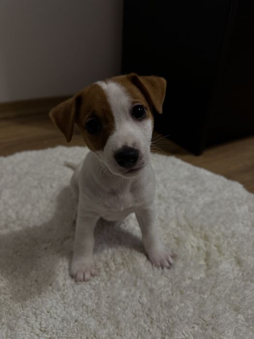 Готуються до продажу цуценята Джек рассел