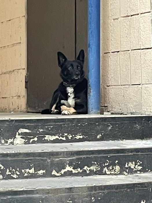 Замечена собака, пр. Гагарина