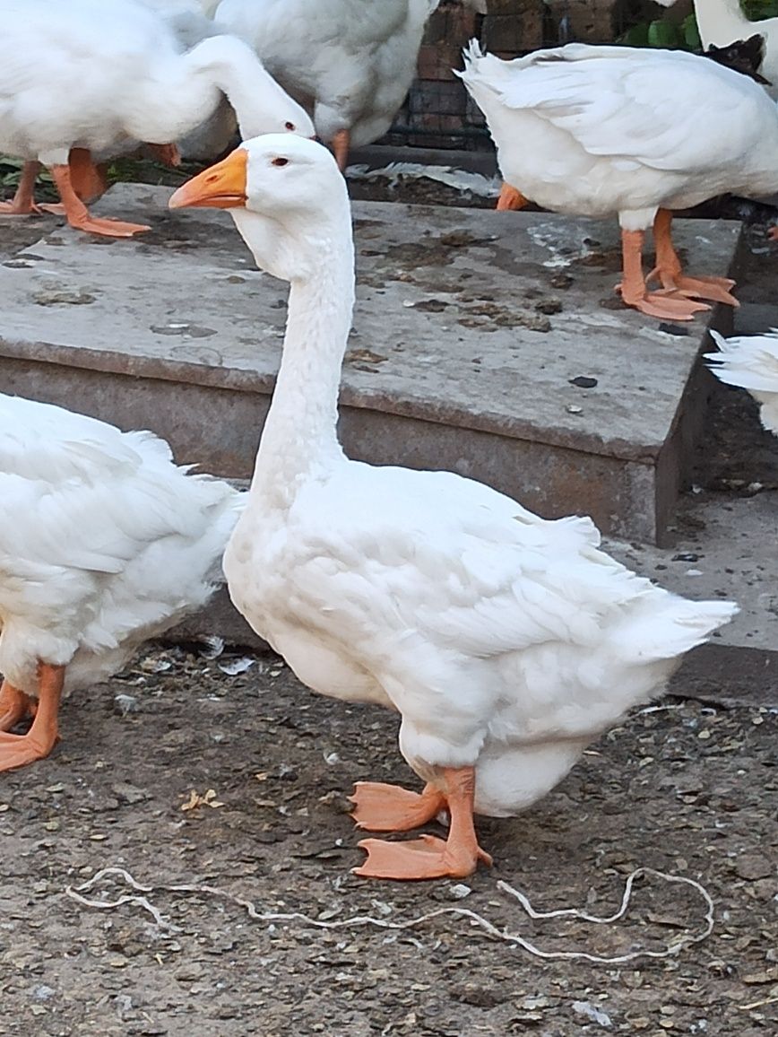 Продам гусей гусят Холмогорів