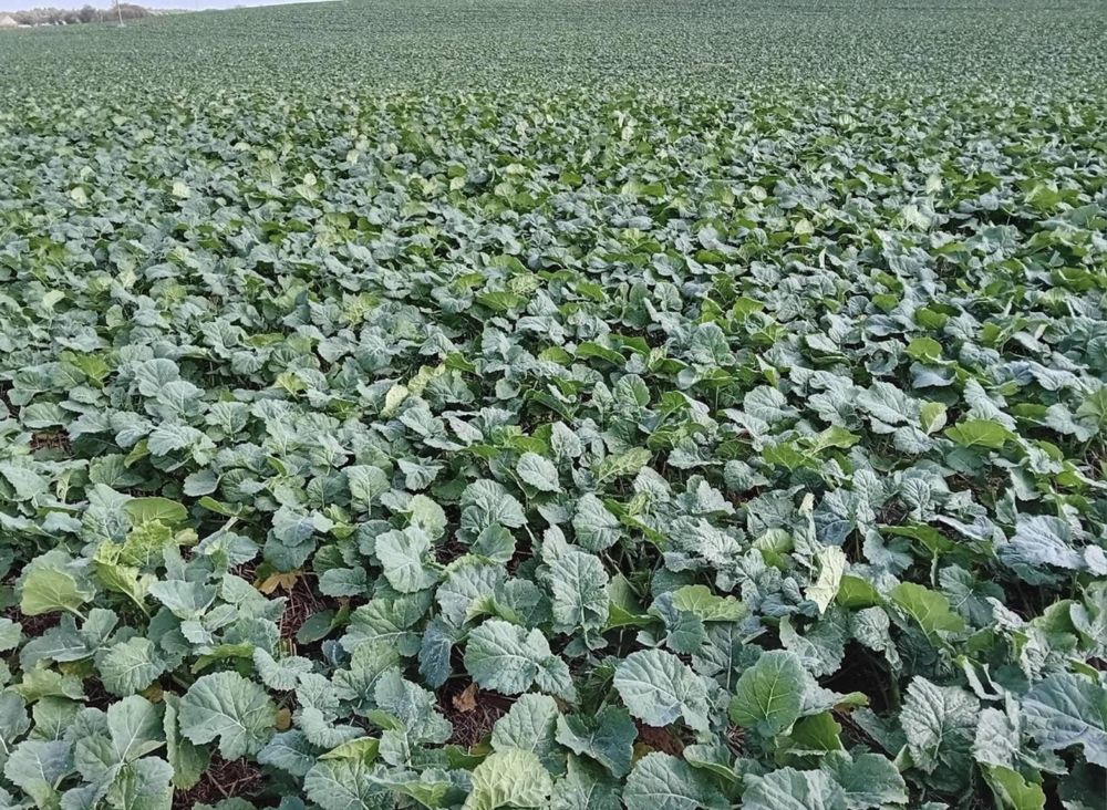 Siew pasowy strip-till Czajkowski