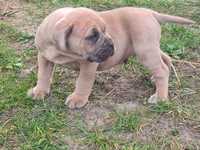 Szczeniak rasy Cane Corso