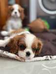 Cavalier King Charles Spaniel ZKwP (FCI) suczka blenheim