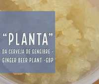 Planta da cerveja de gengibre - Grãos autênticos Ginger Beer Plant