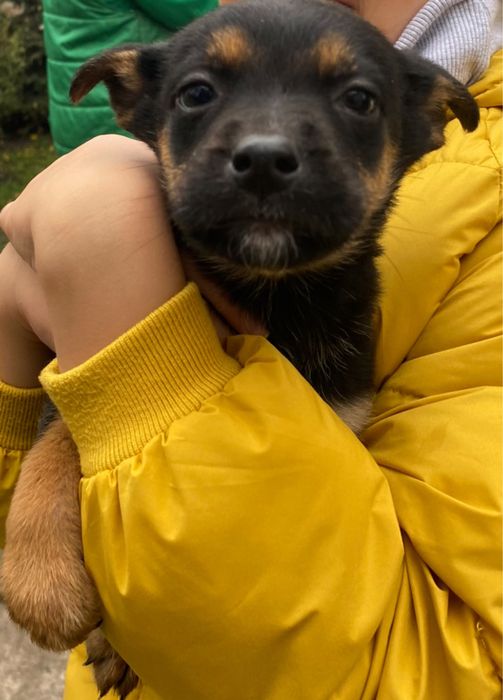 Ласкаві красиві щенята