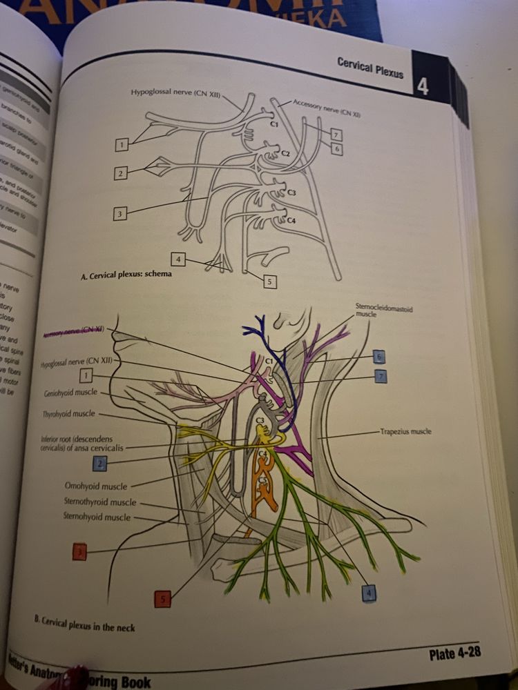 anatomia nettera do kolorowania