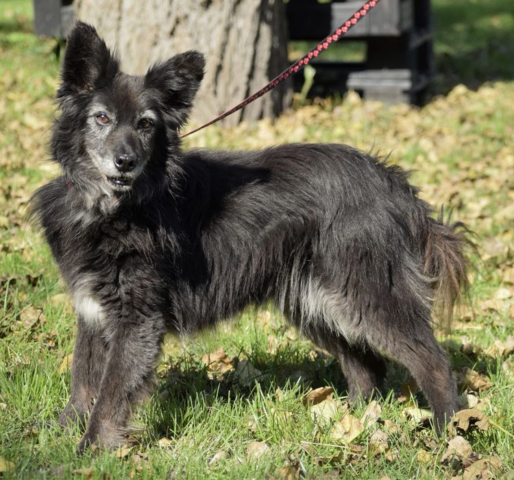 Puchata Ringo od 12 lat czeka na dom!