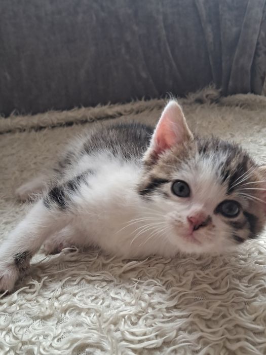 Małe kotki 6 tygodni