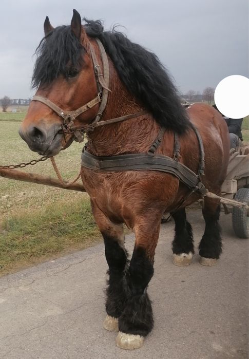 Sprzedam lub zamienię konie zimnokrwiste
