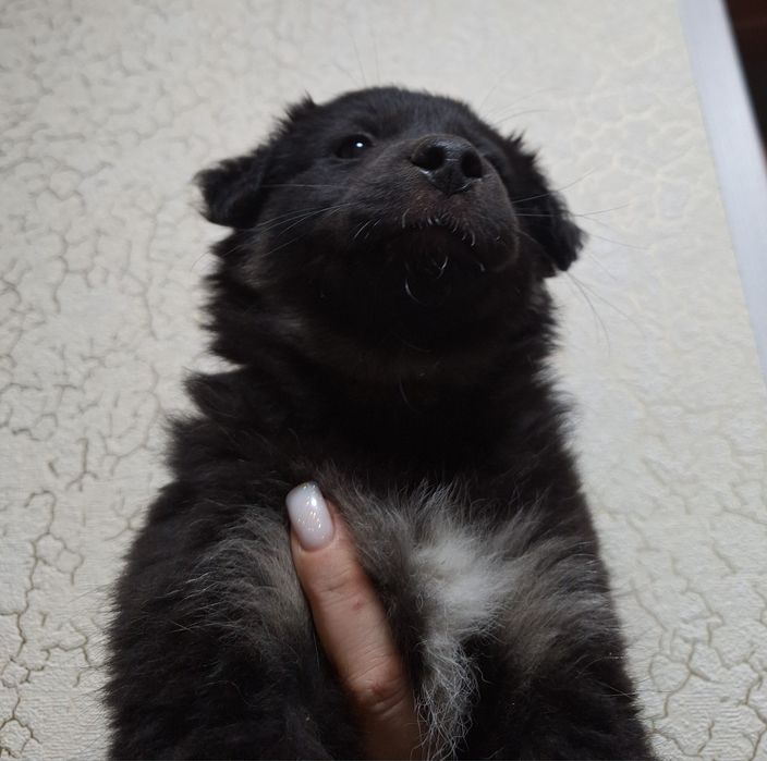 Щенок ( шикарная девочка двортерьера))