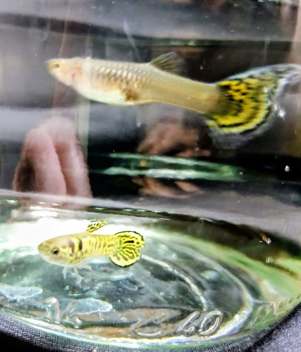 Gupik Tiger cobra parka