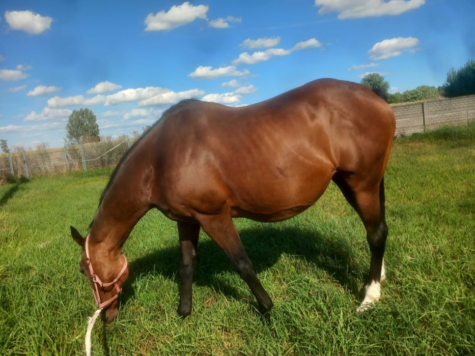 Hotel   Wolny boksy w stajni przydomowej   BŁASZKI